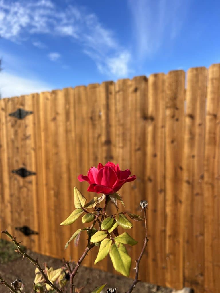 Viking Fencing Cedar Picket Fence 4